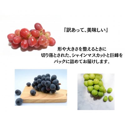 【2026年先行受付】訳あり 葡萄3品種 粒シャインマスカット 黒ぶどう 赤ぶどう 計1kg【配送不可地域：離島・沖縄県】【1703902】