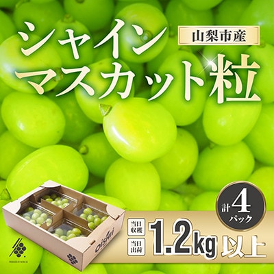 【先行受付2026年発送】 シャインマスカット 粒 約1.2kg 【訳あり】ぶどう 粒カット【配送不可地域：離島・沖縄県】【1568100】