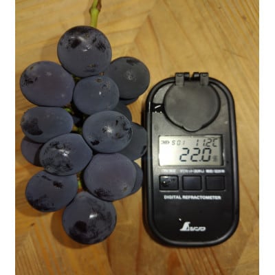 【2026年先行受付】「牧丘天空の丘ブランド　巨峰+クイーンニーナ」約1kg(2〜3房)【配送不可地域：離島】【1714391】