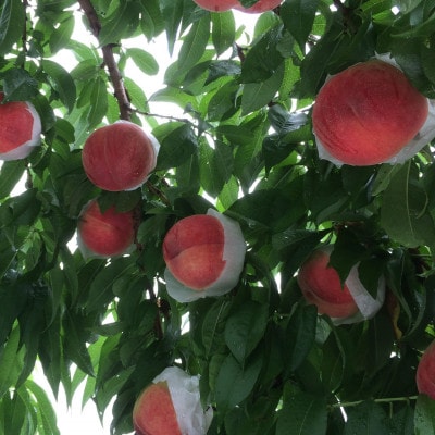 【山梨生まれ激レア品種 夢桃香】本場山梨品種指定約2kg　6月下旬より順次発送【配送不可地域：離島・北海道・沖縄県・中国・四国・九州】【1704706】