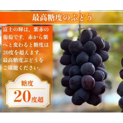 ã2026幎å
è¡äºçŽããµã³ã·ã£ã€ã³ã¬ãã å¯å£«ã®èŒ ã·ã£ã€ã³ãã¹ã«ãã 2kg 3æ¿(å1æ¿)ãé
éäžå¯å°åïŒé¢å³¶ãã1694811ã