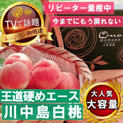 【王道硬めのエース川中島白桃】桃グランプリ銅賞&5年連続TV出演話題ブランド2026年8月上旬発送【配送不可地域：離島・北海道・沖縄県・中国・四国・九州】【1465326】
