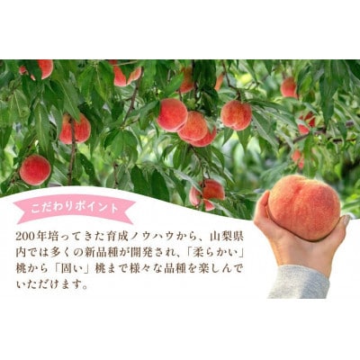 ã2026幎çºé å
è¡åä»ã山梚ç山梚åžç£ æ¡ 3kg (7ã12ç)ãé
éäžå¯å°åïŒé¢å³¶ã»æ²çžçãã1691264ã