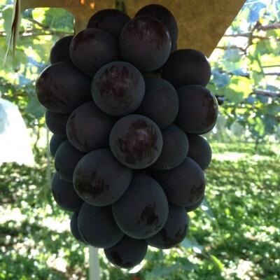 【2026年先行予約】山梨市産　牧丘産　巨峰2房　約1.0kg(2〜3房)【配送不可地域：離島】【1431884】