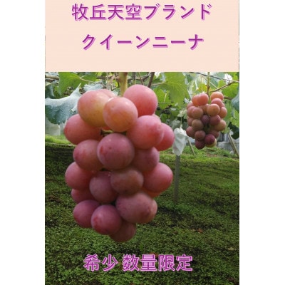 【2026年先行受付】2026年9月中旬発送「牧丘天空クイーンニーナ」約1kg(2〜3房)【配送不可地域：離島・沖縄県】【1473341】