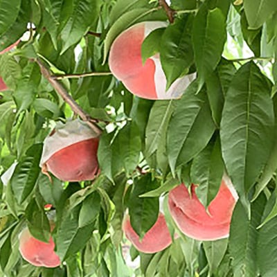 もも(8〜9玉)/80【配送不可地域：離島】【1299425】