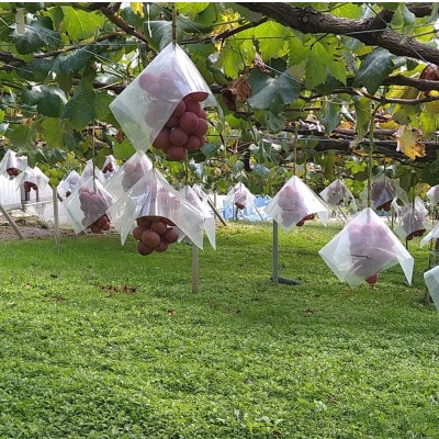 【2026年先行受付】2026年10月上旬発送「牧丘天空の丘クイーンニーナ」約1kg(2〜3房)【配送不可地域：離島・沖縄県】【1473343】