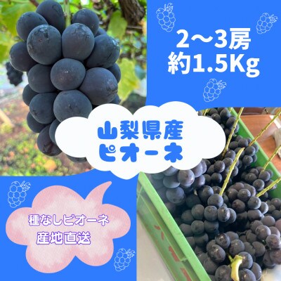 【2026年先行予約】ピオーネ2〜3房(約1.5kg)【配送不可地域：離島】【1555648】