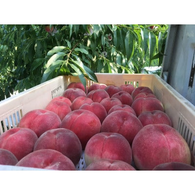 【市場流通ごくわずか超希少品種 夢かおり】品種指定キャンペーンお試し約1kg　9月上旬より順次発送【配送不可地域：離島・北海道・沖縄県・中国・四国・九州】【1704741】