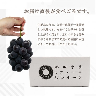 ã2026幎å
è¡åä»ãã·ã£ã€ã³ãã¹ã«ãã å·šå³° 2çš®ã»ãã 倧人æ°ã¶ã©ã2çš®çãåããèš1kg以äžãé
éäžå¯å°åïŒé¢å³¶ãã1296211ã