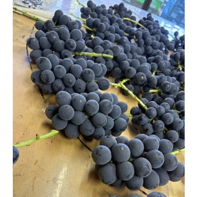 【2026年8月発送予定】巨峰6〜8房 (約4.0kg)【配送不可地域：離島】【1727567】