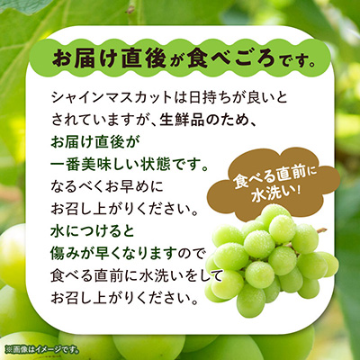 ãèš³ããã æ± ç°éæã®ã·ã£ã€ã³ãã¹ã«ãã2æ¿ã3æ¿ã1kg ãµãããšçŽçšãé
éäžå¯å°åïŒé¢å³¶ãã1544089ã