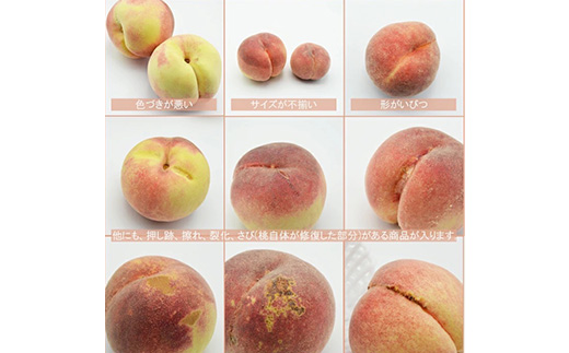 2026幎çºé 山梚åžç£ èš³ããæ¡ çŽ2kg(4ã8ç)ãé
éäžå¯å°åïŒé¢å³¶ãã1688049ã