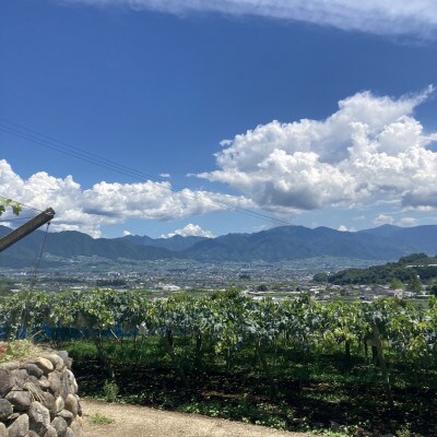 縲2026蟷エ蜈郁。御コ育エ縲代す繝」繧、繝ウ繝槭せ繧ォ繝繝2~3謌ソ(邏1.5kg)縲宣埼∽ク榊庄蝨ー蝓滂シ夐屬蟲カ縲代1508023縲