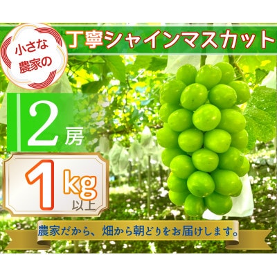 【2026年先行予約】小さな農家の丁寧シャインマスカット計1kg2房入り【配送不可地域：離島】【1699611】