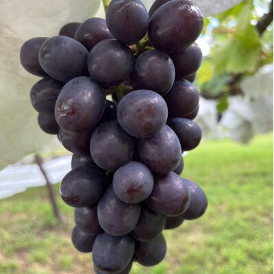 ãç²å·æŠåœé«çŽãã©ã³ãè¡èãå§åç人æ°ããã7é£ã¹æ¯ã¹ã¬ãã£ã»ããçŽ1kg2çš®ã2026幎äºçŽãé
éäžå¯å°åïŒé¢å³¶ãã1579835ã