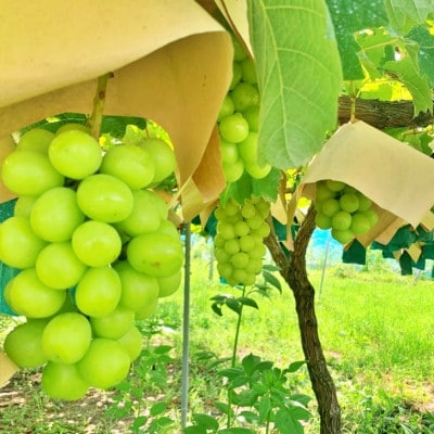 ã2026幎å
è¡åä»ã山梚ç山梚åžç£ãæ¬ã®æ¡ãããŠã·ã£ã€ã³ãã¹ã«ãããç§çåãçŽ1.2kgã2ã3æ¿ãé
éäžå¯å°åïŒé¢å³¶ã»æ²çžçãã1134845ã