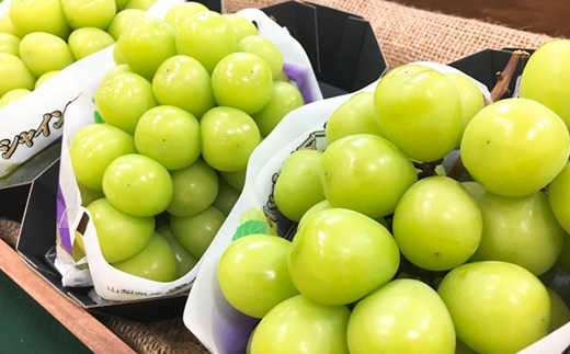 縲2026蟷エ蜈郁。悟女莉倥代d縺ソ縺、縺阪す繝」繧、繝ウ繝槭せ繧ォ繝繝 500g莉・荳(1謌ソ)縲宣埼∽ク榊庄蝨ー蝓滂シ夐屬蟲カ縲代1551175縲