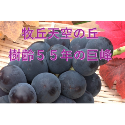 【2026年先行受付】2026年10月上旬発送「牧丘天空の丘キング巨峰」 約1kg(2〜3房)【配送不可地域：離島・沖縄県】【1473336】
