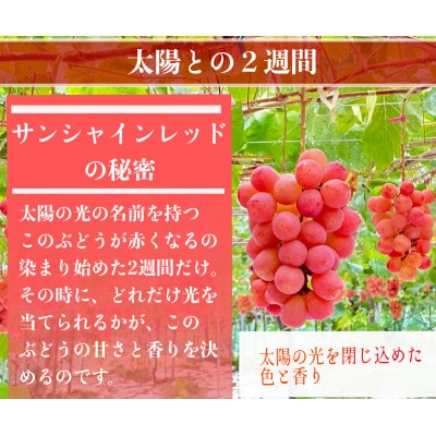 ã2026幎å
è¡äºçŽããµã³ã·ã£ã€ã³ã¬ãããšã·ã£ã€ã³ãã¹ã«ãããçŸå³ããèš³ããèš1kgè©°ãåãããé
éäžå¯å°åïŒé¢å³¶ãã1694812ã