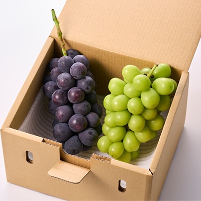 【2026年先行受付】大人気!巨峰・シャインマスカット食べ比べセット ふるさと納税 　【配送不可地域：離島・沖縄県】【1304385】