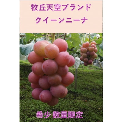 【2026年先行受付】10月中旬発送「牧丘天空の丘クイーンニーナ」約1kg(2〜3房)【配送不可地域：離島】【1579788】