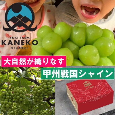 【山梨の大自然×本場山梨の匠】山梨が織りなす甲州戦国シャインマスカット2026年9月下旬より発送【配送不可地域：離島】【1497110】