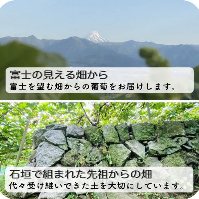 ã2026幎å
è¡åä»ãå¯å£«ã®èŒãšã·ã£ã€ã³ãã¹ã«ããã1.2kgãé
éäžå¯å°åïŒé¢å³¶ãã1525931ã