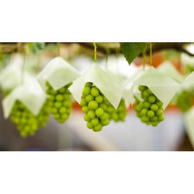 【2026年先行受付】大人気!シャインマスカット秀 1kg(2房)【配送不可地域：離島】【1546294】