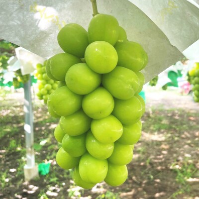 縲2026蟷エ逋コ騾 蜈郁。悟女莉倥代す繝」繧、繝ウ繝槭せ繧ォ繝繝医2謌ソ 1kg縲宣埼∽ク榊庄蝨ー蝓滂シ夐屬蟲カ縲代1565519縲