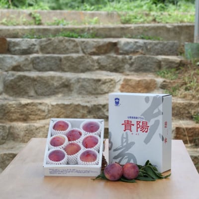 【ふるさと納税】2026年先行予約 山梨県山梨市産 貴陽すもも 約1.5kg (8玉〜10玉程度)【配送不可地域：離島】【1316279】