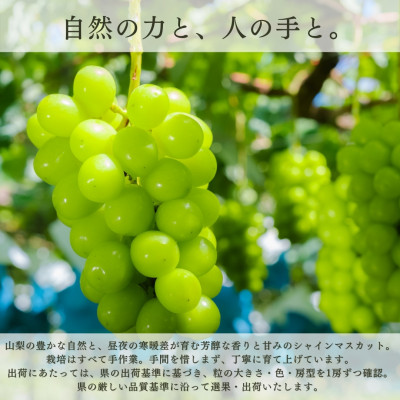 ã2026幎çºé å
è¡åä»ããã«ãŒãçåœå±±æ¢šçç£ã·ã£ã€ã³ãã¹ã«ãã 3æ¿ã4æ¿ 2.2kg以äžãé
éäžå¯å°åïŒé¢å³¶ãã1362278ã