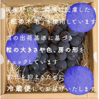 【2026年発送】巨峰ぶどう(種なし) 　2房　1kg 以上　産地直送　山梨県山梨市牧丘産【配送不可地域：離島・沖縄県】【1535963】