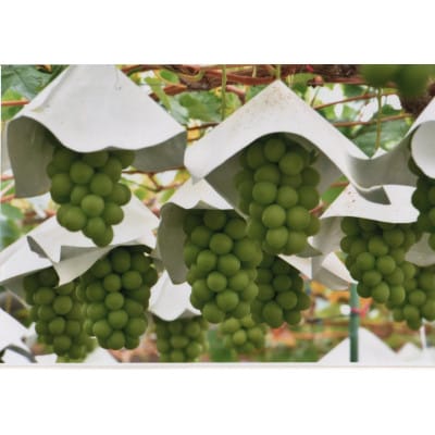 【2026年発送　先行受付】山梨直送!!シャインマスカットと黒系ぶどう　2房(1.2kg以上)【配送不可地域：離島・沖縄県】【1695509】