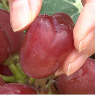 ã2026幎å
è¡åä»ã10æäžæ¬ããçºéãç§äžå€©ç©ºã®äžãã€ããŒããçŽ1kg(2ã3æ¿)ãé
éäžå¯å°åïŒé¢å³¶ãã1579851ã