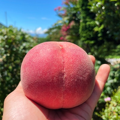 【発送月固定定期便】【訳アリ】山梨の桃と黒ぶどう・シャインマスカット全3回【配送不可地域：離島・沖縄県】【4063714】