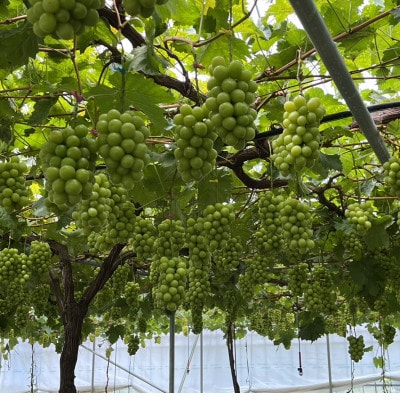 【本場山梨の旬を心ゆくまで堪能】甲州戦国シャインマスカット2026年9月中旬より発送【配送不可地域：離島】【1497109】