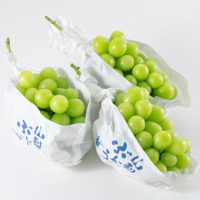 ã2026幎å
è¡åä»ã山梚åžç£ãã·ã£ã€ã³ãã¹ã«ãã(çš®ãªã)ã çŽ1.65kg (çŽ550gÃ3æ¿)ãé
éäžå¯å°åïŒé¢å³¶ã»æ²çžçãã1117302ã