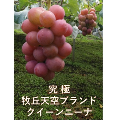 【2026年先行受付】「牧丘天空の丘ブランド　巨峰+クイーンニーナ」約1kg(2〜3房)【配送不可地域：離島】【1714391】