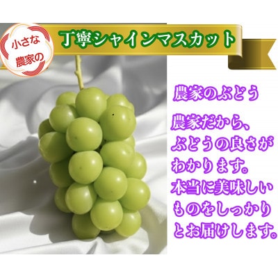 【2026年先行予約】小さな農家の丁寧シャインマスカット計1kg2房入り【配送不可地域：離島】【1699611】