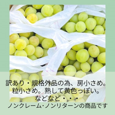 ã2026幎å
è¡äºçŽã山梚ã»è©åãã«ãŒã蟲åã®èš³ããã·ã£ã€ã³ãã¹ã«ãã(èŠæ Œå€ çŽ4kg)ãé
éäžå¯å°åïŒé¢å³¶ãã1544642ã