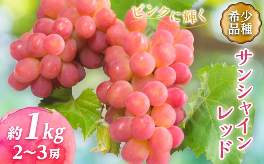 【2026年発送】サンシャインレッド 2〜3房 1kg程度 ピンクに輝く シャインマスカット【配送不可地域：離島】【1561472】