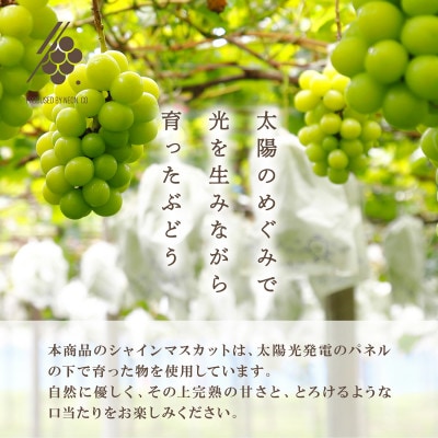 【先行受付2026年発送】 シャインマスカット 2〜3房(計約1.2kg)【訳あり】【配送不可地域：離島・沖縄県】【1567960】
