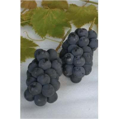 ã2026幎çºéãå
è¡åä»ã山梚çŽé!!çš®ãªãå·šå³°2ã3æ¿(1.2kg以äž)ãé
éäžå¯å°åïŒé¢å³¶ã»æ²çžçãã1695493ã