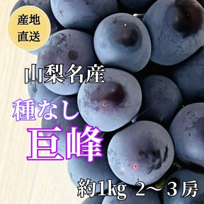 ◆2026年発送◆産地直送 山梨名産!種なし巨峰 2〜3房(約1kg)【配送不可地域：離島】【1644828】