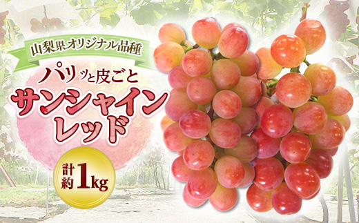 【2026年発送 先行受付】山梨県オリジナル新品種サンシャインレッド!【計1kg程度】【配送不可地域：離島】【1654856】