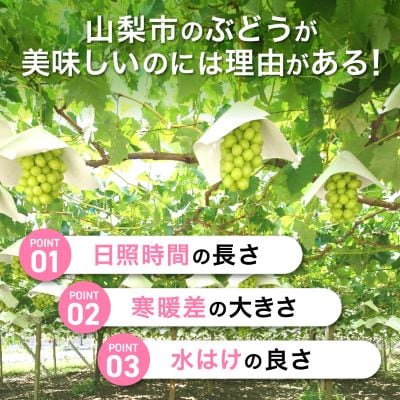 縲2026蟷エ 蜈郁。御コ育エ縲代す繝」繧、繝ウ繝槭せ繧ォ繝繝 邏1kg (1縲2謌ソ) 譛晄治繧 繧キ繝」繧、繝ウ繝槭せ繧ォ繝繝医宣埼∽ク榊庄蝨ー蝓滂シ夐屬蟲カ繝サ豐也ク逵後代1299620縲