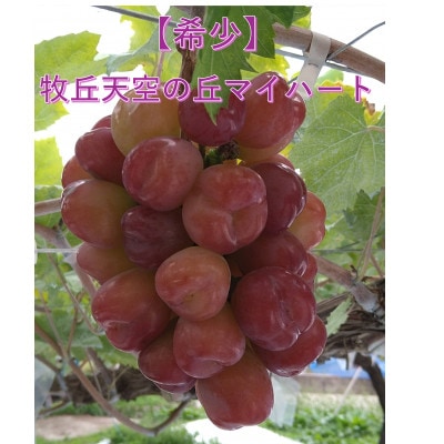 ã2026幎å
è¡åä»ã10æäžæ¬ããçºéãç§äžå€©ç©ºã®äžãã€ããŒããçŽ1kg(2ã3æ¿)ãé
éäžå¯å°åïŒé¢å³¶ãã1579851ã