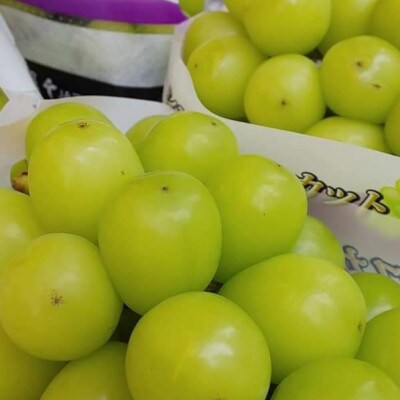 9月中旬より発送「幻の牧丘天空シャインマスカット」約1kg(2〜3房)【配送不可地域：離島】【1579399】