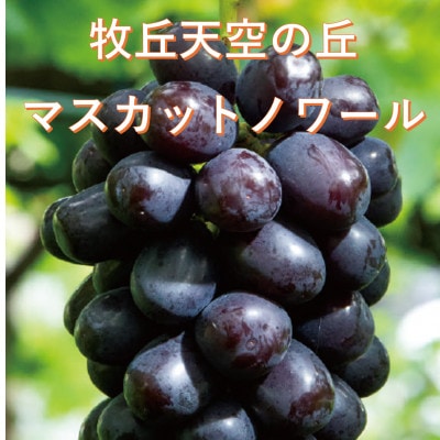 【2026年先行受付】10月下旬より発送「牧丘天空の丘マスカットノワール」約1kg(2〜3房)【配送不可地域：離島】【1579849】